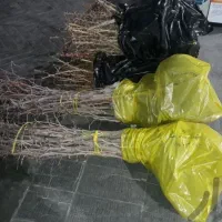 مرکزنهالتولیدیتخصصی زرشک وعناب وسنجد|خدمات باغبانی و درختکاری|قم, دانش|دیوار