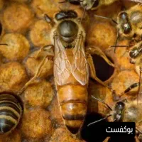 فروش کندو و ملکه زنبور عسل|حیوانات مزرعه|تهران, افسریه شمالی|دیوار