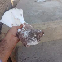 کفتر تزمینی|پرنده|گیلوان, |دیوار