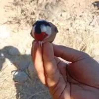 سهره تازه بروجرد|پرنده|تهران, امین حضور|دیوار