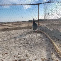 کبوتر|پرنده|زابل, |دیوار