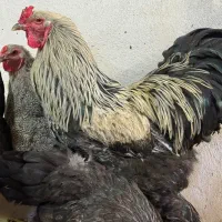 مرغ خروس برهما