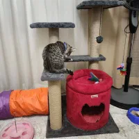 اسکرکچر و لوازم گربه