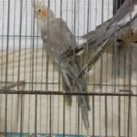 معاوضه عروس هلندی  با قناری|پرنده|ارومیه, |دیوار