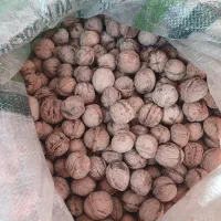 گردو دالاهو