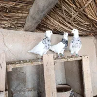 طوقی کبوتر|پرنده|شوشتر, |دیوار