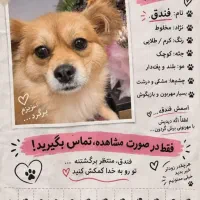 سگ ماده گم شده است