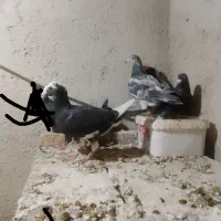 کبوتر کیلومتری