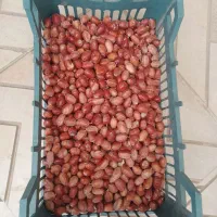 سنجد|عمده‌فروشی|خرمدره, |دیوار