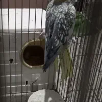 ۱۰تا عروس|پرنده|بروجرد, |دیوار