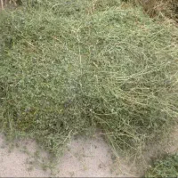 یونجه خالص چین اول و دوم سبز وخشک