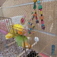 فروش دو طوطی برزیلی رام