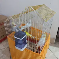 عروس هلندی ۳عدد و مرغ عشق با قفس