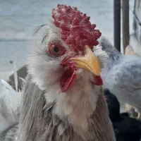 تخم مرغ گلین|حیوانات مزرعه|اقبالیه, |دیوار