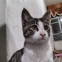 واگذاری دو تا گربه کاملا اهلی