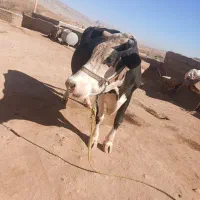 گاوسیمیتالجوان|حیوانات مزرعه|شباب, |دیوار