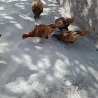 مرغ و خروس مینیاتوری