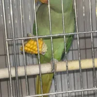 ماده شاه‌طوطی سالم و دستی