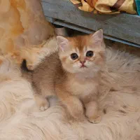 شهر گربه های آپارتمانی ( Meow Hop )|گربه|مشهد, سجاد شهر|دیوار