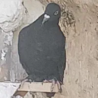 سبز شابال سفید بال نوچه گم کردم