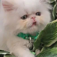 گربه پرشین سفید سوپر فلت ۱۶ تومن