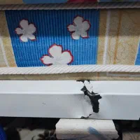 تخت دو طبقه 4000000 تومان|تخت و سرویس خواب|گلبهار, شهر جدید گلبهار|دیوار