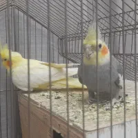 یک جفت عروس هلندی مولد|پرنده|تهران, باغ خزانه|دیوار