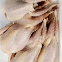 فروش بلدرچین نر گوشتی و تخم بلدرچین