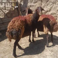 میش ابستن افشاری .گوسفند افشاری شیشک بخته .بره|حیوانات مزرعه|نیشابور, عطار|دیوار