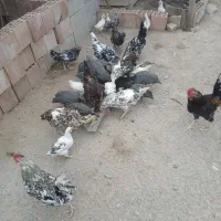 جوجه گلین و تخم مرغ گلین