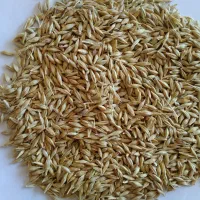 بذرگندم زاکرس دیم بوجاری شده|عمده‌فروشی|موران, |دیوار