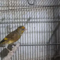 سهره قناری|پرنده|ری, دیلمان|دیوار