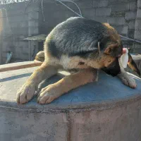 سگ ژرمن هاسکی|سگ|رشت, شالکو|دیوار