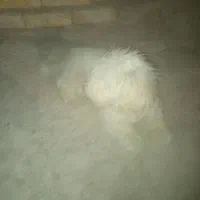 سگ پا کوتا|سگ|بیجار, |دیوار