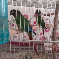 جفت طوطی گرینچیک|پرنده|شیراز, حومه شیراز|دیوار