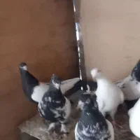 کبوتر|پرنده|بسطام, |دیوار