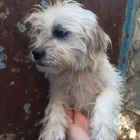 سگ پاکوتا|سگ|مرودشت, بیست متری بیمارستان|دیوار