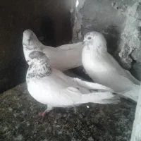 کفتر|پرنده|ساوه, |دیوار