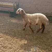 بره هترو .نژاد دار‌. بره ماده.هیترو .بره داشتی|حیوانات مزرعه|سبزوار, رباط|دیوار