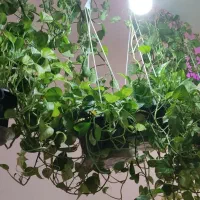 گل طبیعی|گل و گیاه طبیعی|اسلام‌شهر, شهرک سعیدیه|دیوار