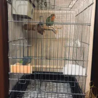 قفس پرنده  ۱۰۳۳|لوازم جانبی حیوانات|کرج, عظیمیه|دیوار