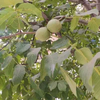 گردو تکان یا اجاره باغ