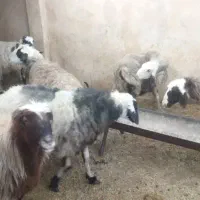 میش داشتی|حیوانات مزرعه|زرقان, |دیوار