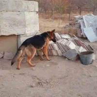 ژرمن شپرد اصل|سگ|تبریز, |دیوار