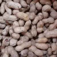 بادام زمینی افتاب خشک|خوردنی و آشامیدنی|لشت نشا, |دیوار