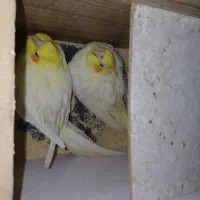 جفت عروس هلندی شرط مولد