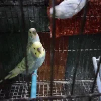 مرغ عشق بالغ نر|پرنده|تربتحیدریه, حسنی بالا|دیوار