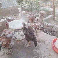 جوجه لاری|حیوانات مزرعه|مشهد, شهرک ابوذر|دیوار