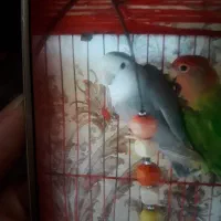 گمشده