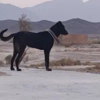سگ سرابی .. اصل
